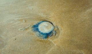 8月12号英仙座流星雨 8月12号英仙座流星雨