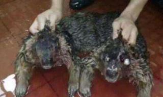 水猴子水鬼图片 水猴子水鬼图片